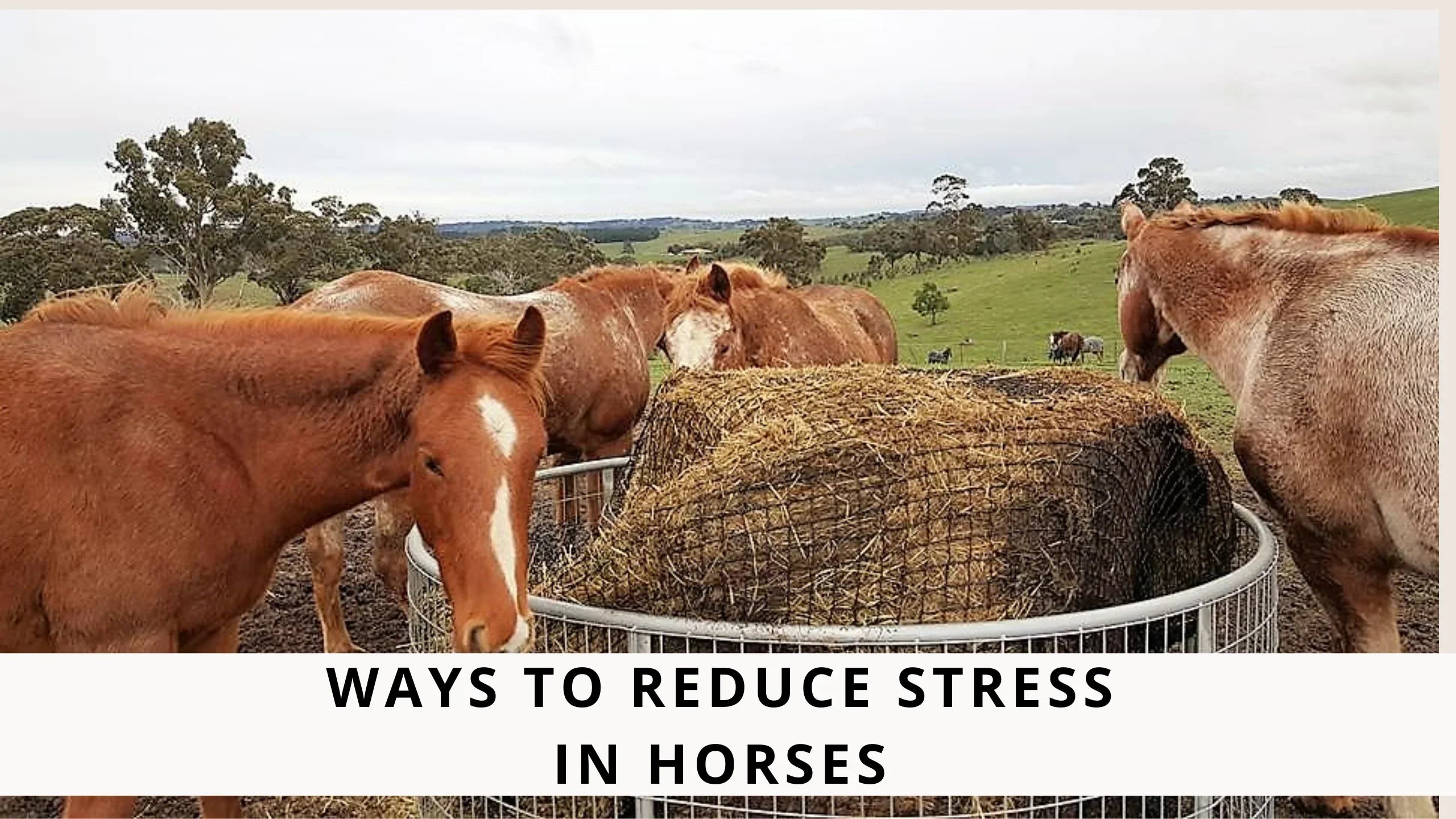 Ways to REDUCE STRESS in Horses – Gutzbusta New Zealand